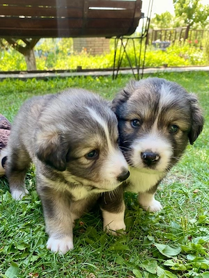 3 căței și o cățelușa adorabili metis de ciobănesc  - imagine 2