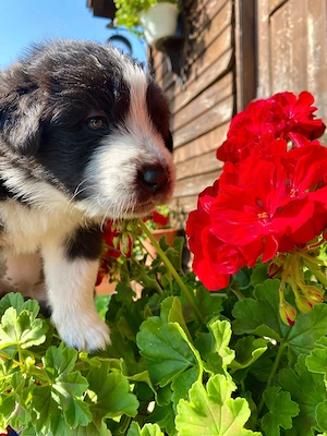 3 căței și o cățelușa adorabili metis de ciobănesc  - imagine 3