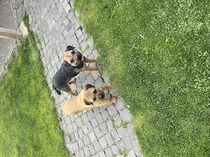 Căței Border terrier - imagine 7