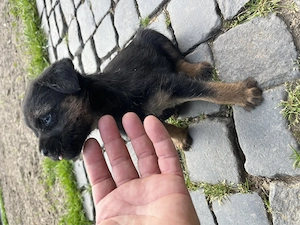 Căței Border terrier - imagine 2