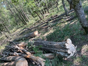 Lemn pentru foc