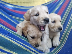 Golden Retriever 