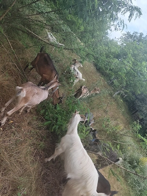 Capre de lapte de vânzare.