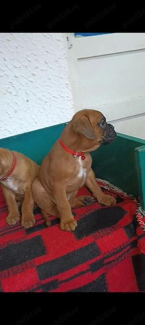 pui boxer german gold 