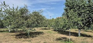 Proprietar   Vând casă pe drumul principal, izolata, cu garaj și grădină, la intrare în Bodrogu Nou - imagine 10