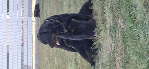 Pui Rottweiler.              - imagine 3