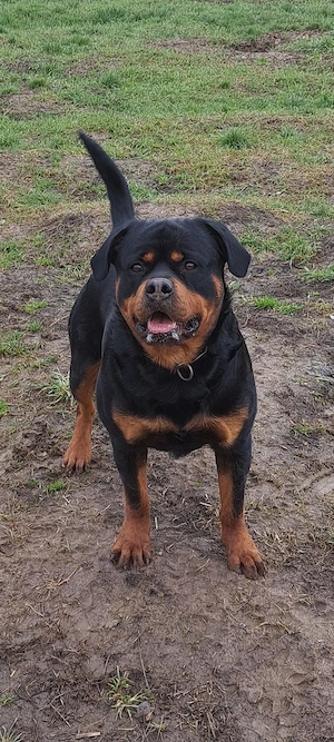 Pui Rottweiler.              - imagine 5