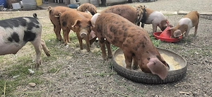 Vand purcei de 9 săptămâni 