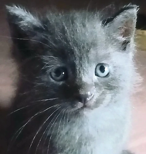 Puiuti Scottish fold si straight  cauta Om