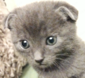 Puiuti Scottish fold si straight  cauta Om - imagine 3