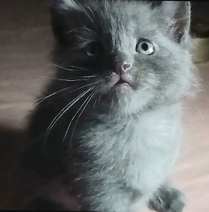 Puiuti Scottish fold si straight  cauta Om - imagine 2