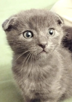 Puiuti Scottish fold si straight  cauta Om - imagine 5