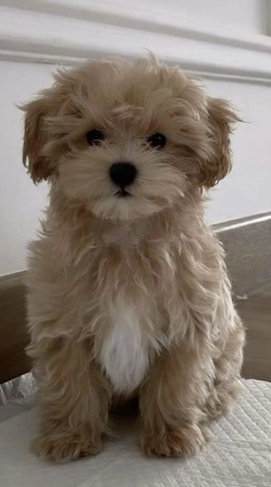 Bichon havanez apricot