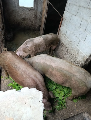 Vand  porci    carne