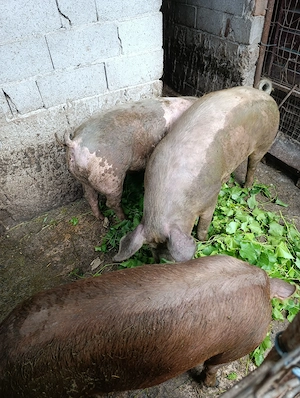 Vand  porci    carne - imagine 2