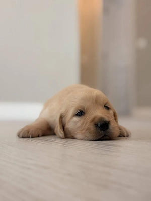 Pui Golden Retriever - imagine 4