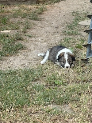 Căței Border Collie  - imagine 5