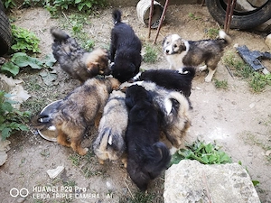 Căței Border Collie  - imagine 2