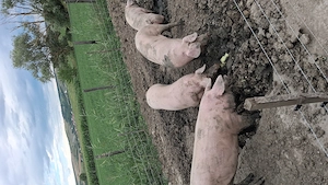 vând porci crescuți în semi libertate 150 kg 