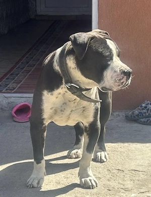 Amstaff caută casă nouă - imagine 4