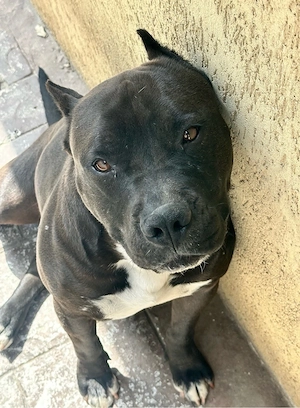 Amstaff caută casă nouă - imagine 5