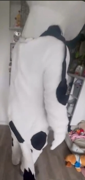 vând mascotă pisica 