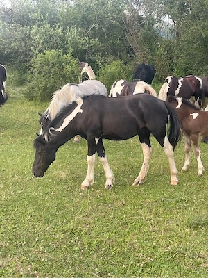 Vand cai rasa Pinto 8 masculi 