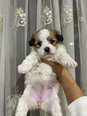 Bichon Havanez  - imagine 3