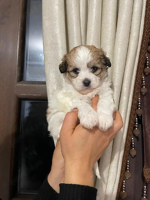 Bichon Havanez  - imagine 2