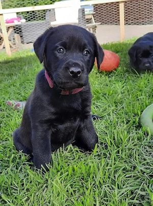Labrador baieței și fetițe - imagine 2