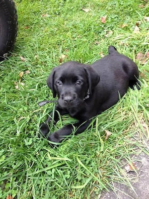Labrador Retriever 