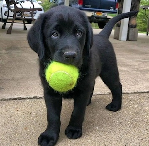 Labrador Retriever 