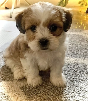 Bichon Havanez 