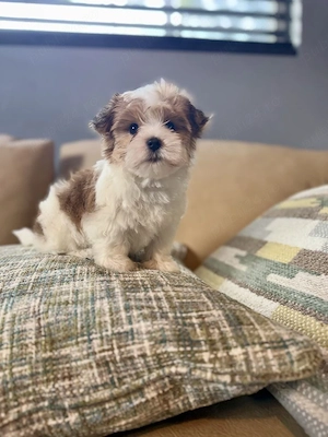 Bichon Havanez 
