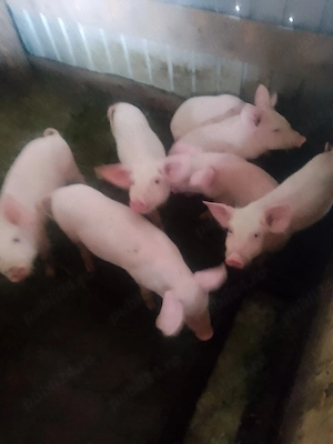 Purceii rasă Marele Alb 