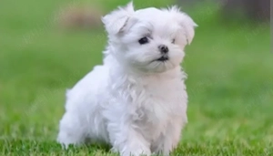 Bichon mini toy 2 luni  - imagine 2