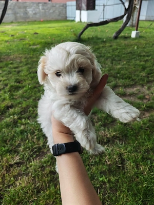 Bichon mini toy 2 luni 