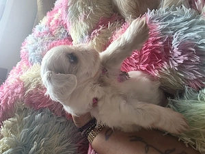 Shihtzu rasă pură  - imagine 3