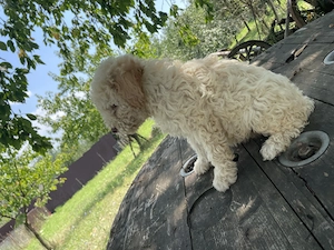 Cățelușa Lagotto Romagnolo  - imagine 4