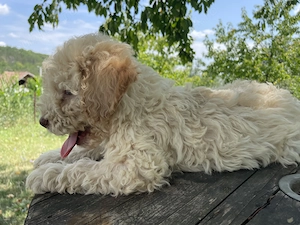 Cățelușa Lagotto Romagnolo  - imagine 2