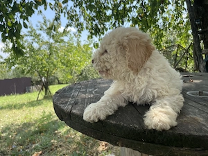 Cățelușa Lagotto Romagnolo  - imagine 3