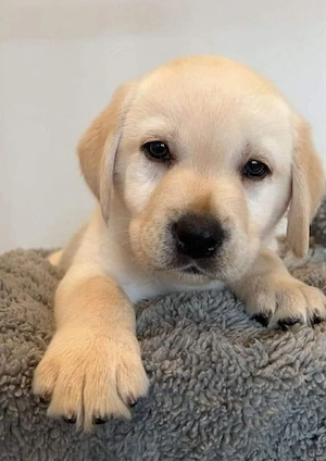 Labrador Retriever 