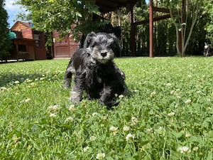 Schnauzer pitic 7 săptămâni  - imagine 3