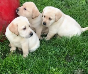 Labrador Retriever  - imagine 5