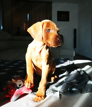 femela vizsla maghiara