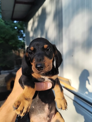 Puiuti Teckel - Dachshund 