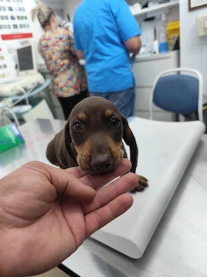 Puiuti Teckel - Dachshund  - imagine 4