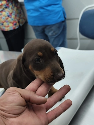 Puiuti Teckel - Dachshund  - imagine 5