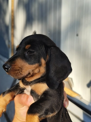 Puiuti Teckel - Dachshund  - imagine 2