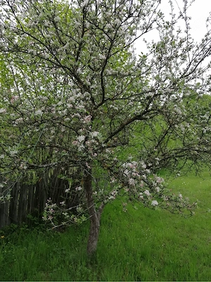 Teren Podul Dambovitei,Lunca Cheii , Arges  - imagine 5